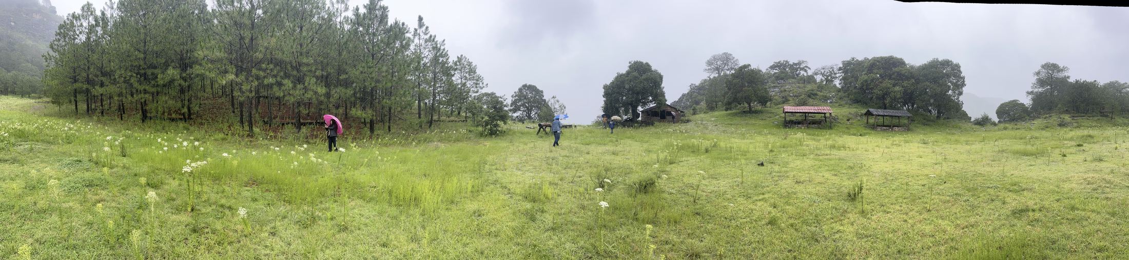 Grupo caminando hacia una sesión de trabajo en un campo abierto bajo niebla
